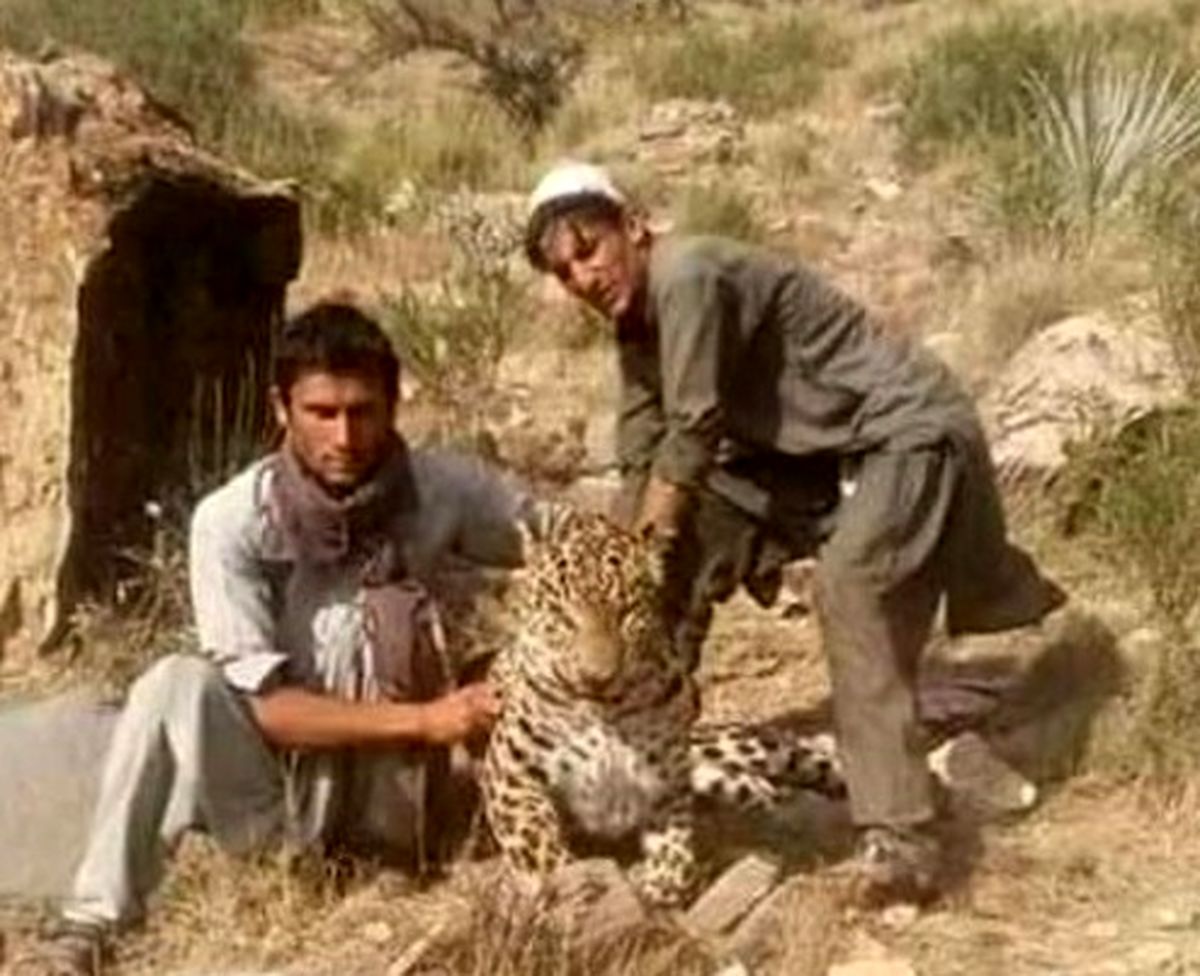 دامداران ننگرهار یک پلنگ را با سم کشتند +عکس