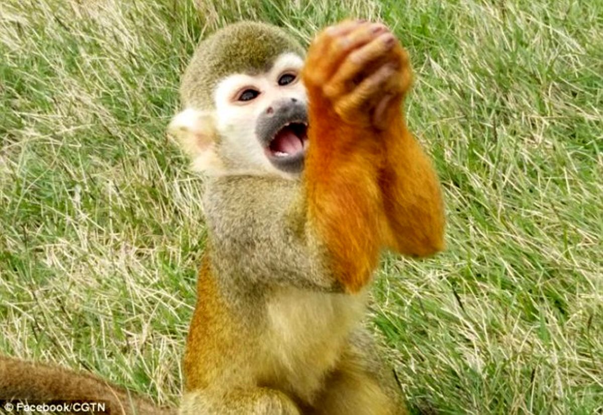 التماس میمون گرسنه سوژه شد +تصاویر