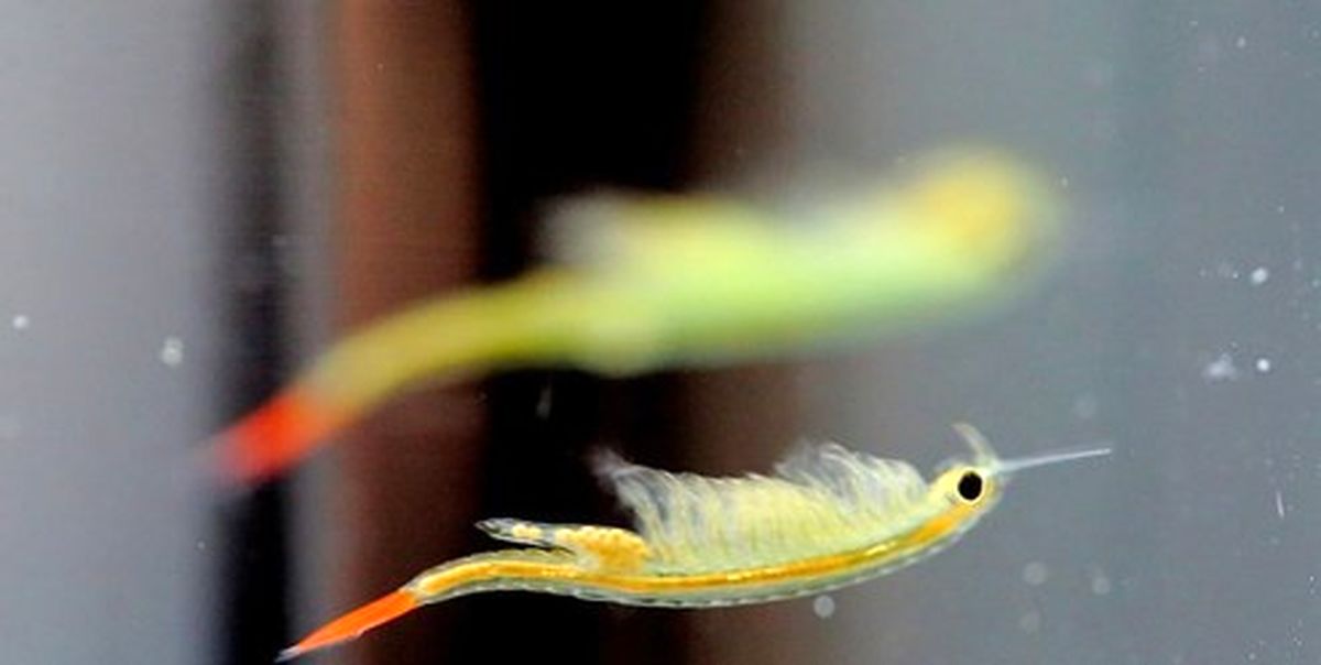 میگوهایی که قدیمیتر از دایناسورها هستند +تصاویر