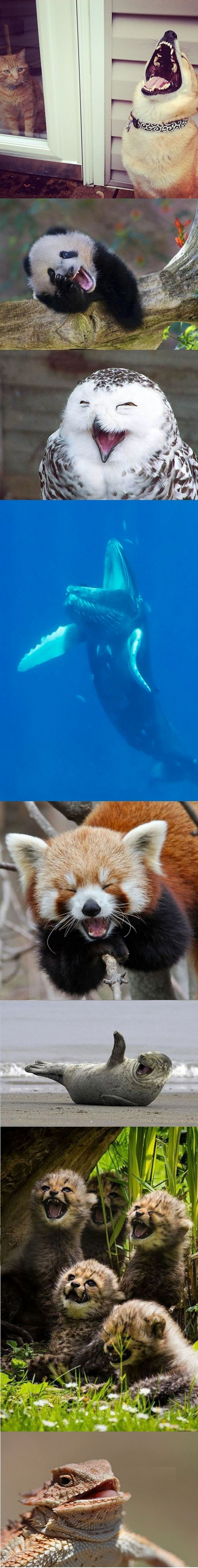 خنده حیوانات/ تصاویر