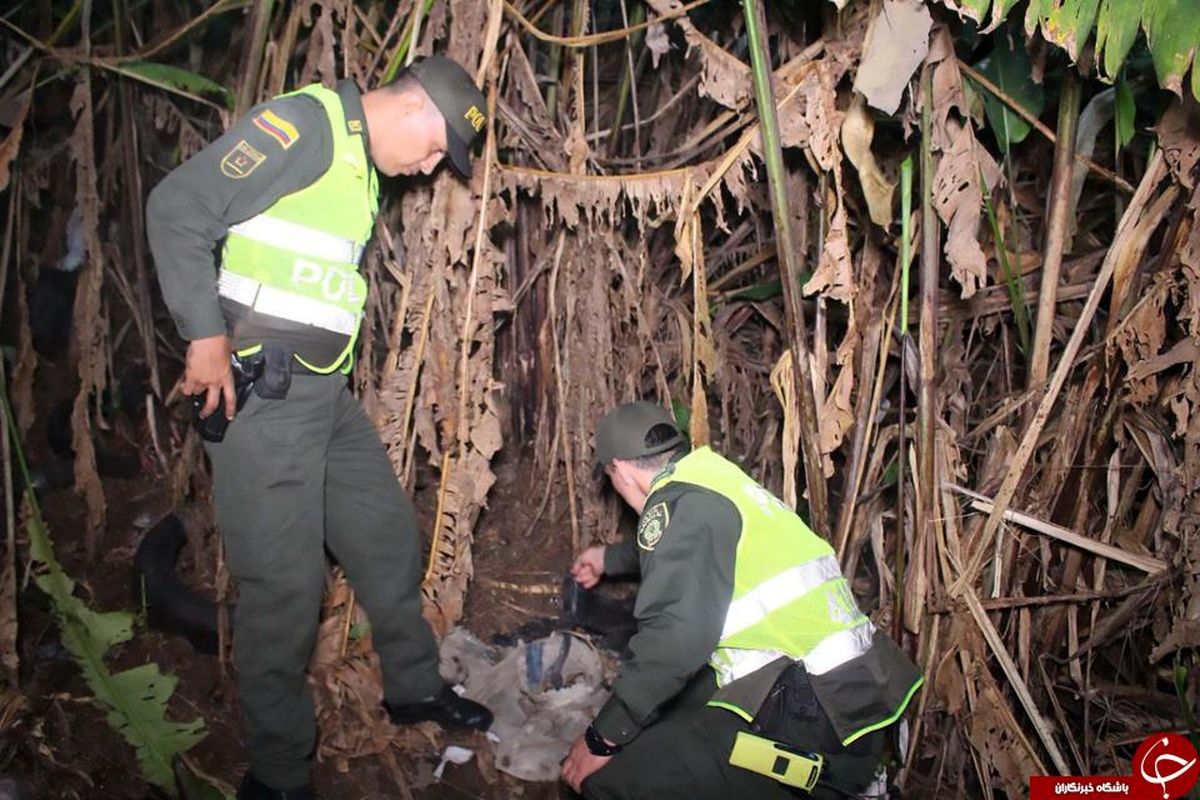 پیدا شدن معجزه آسای یک نوزاد میان مورچه‌ها +تصاویر