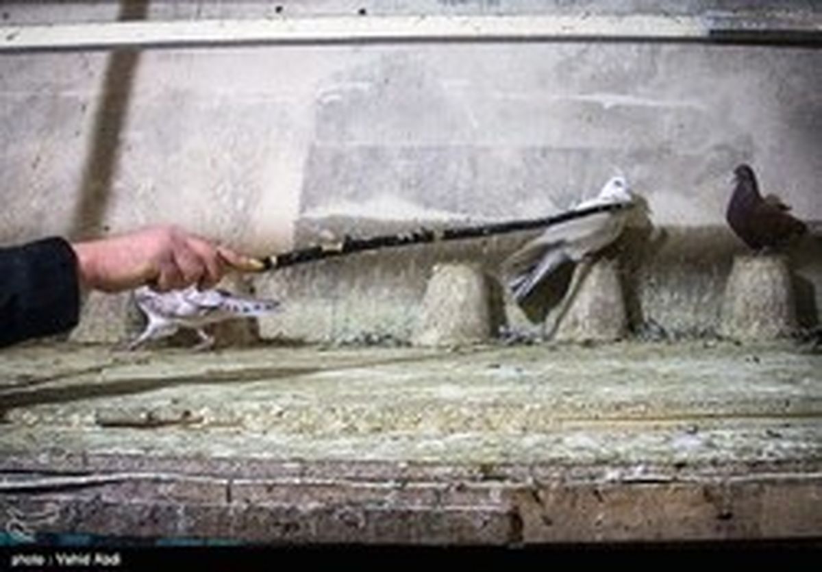 برقگرفتگی مرگبار حین گرفتن کبوتر