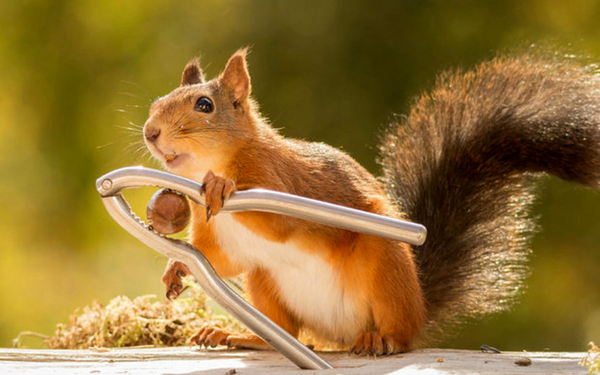 عکس:سبک جدید سنجاب برای شکستن گردو!