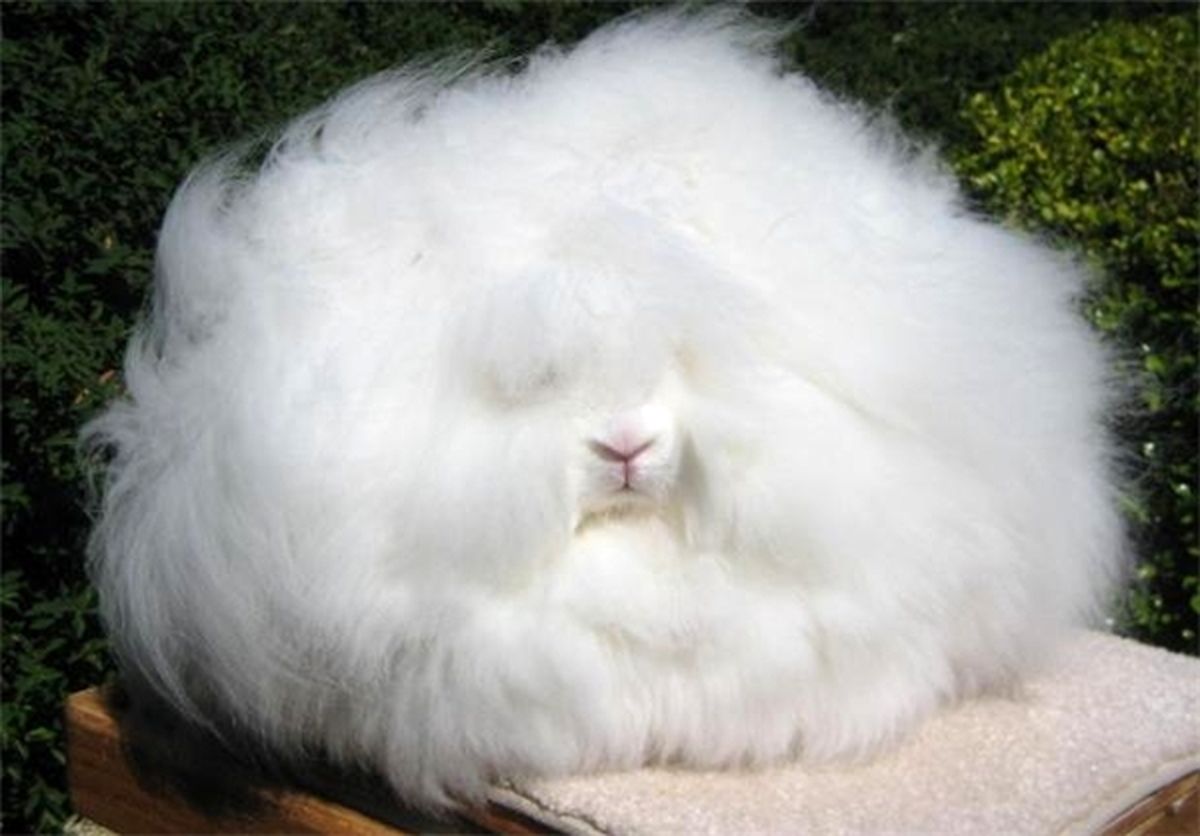 حیوان توپ پنبه‌ای /تصاویر