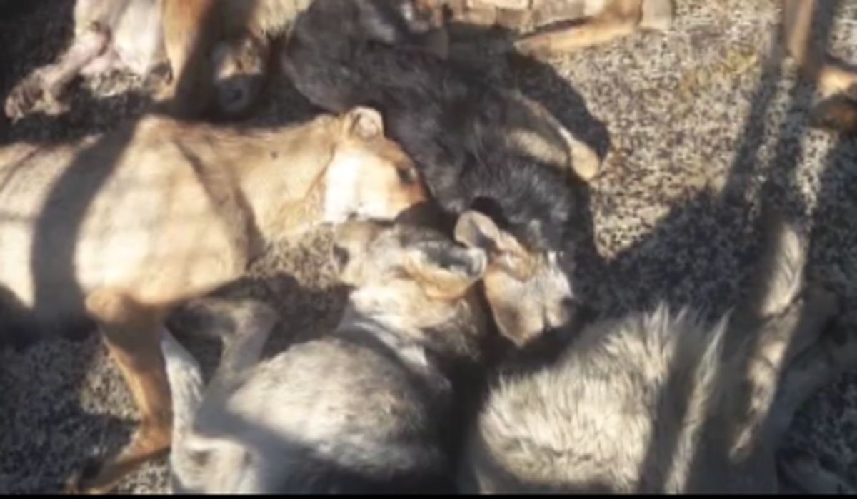 واکنش تند استاد حوزه علمیه به سگ کشی یک پیمانکار +فیلم