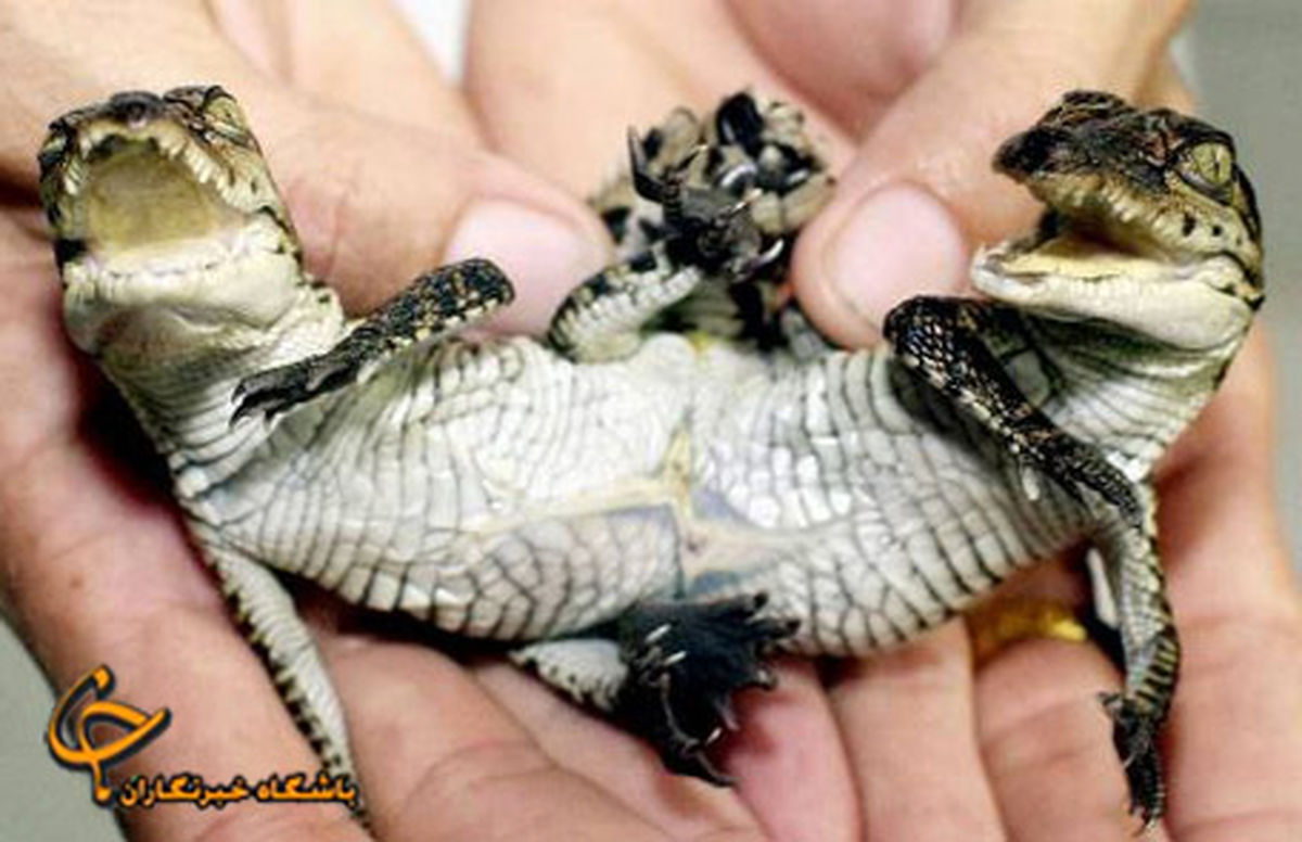 عكس/مارمولك دو سر!