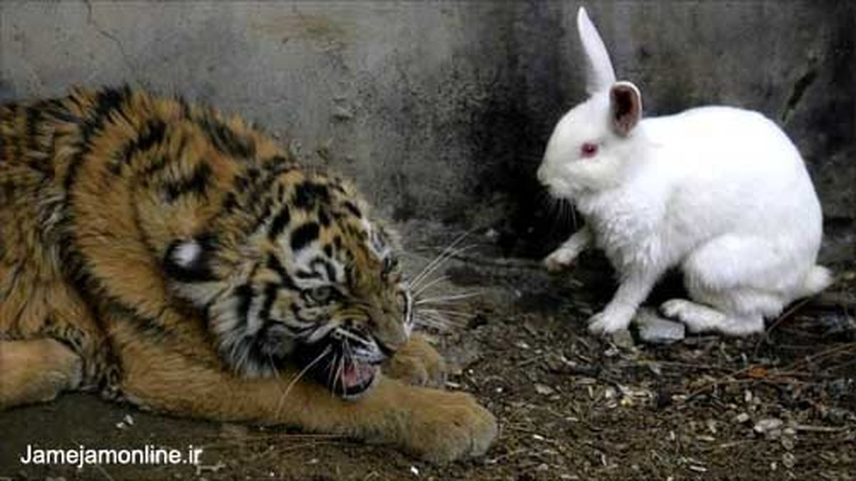 تصویر: توله ببر و خرگوش