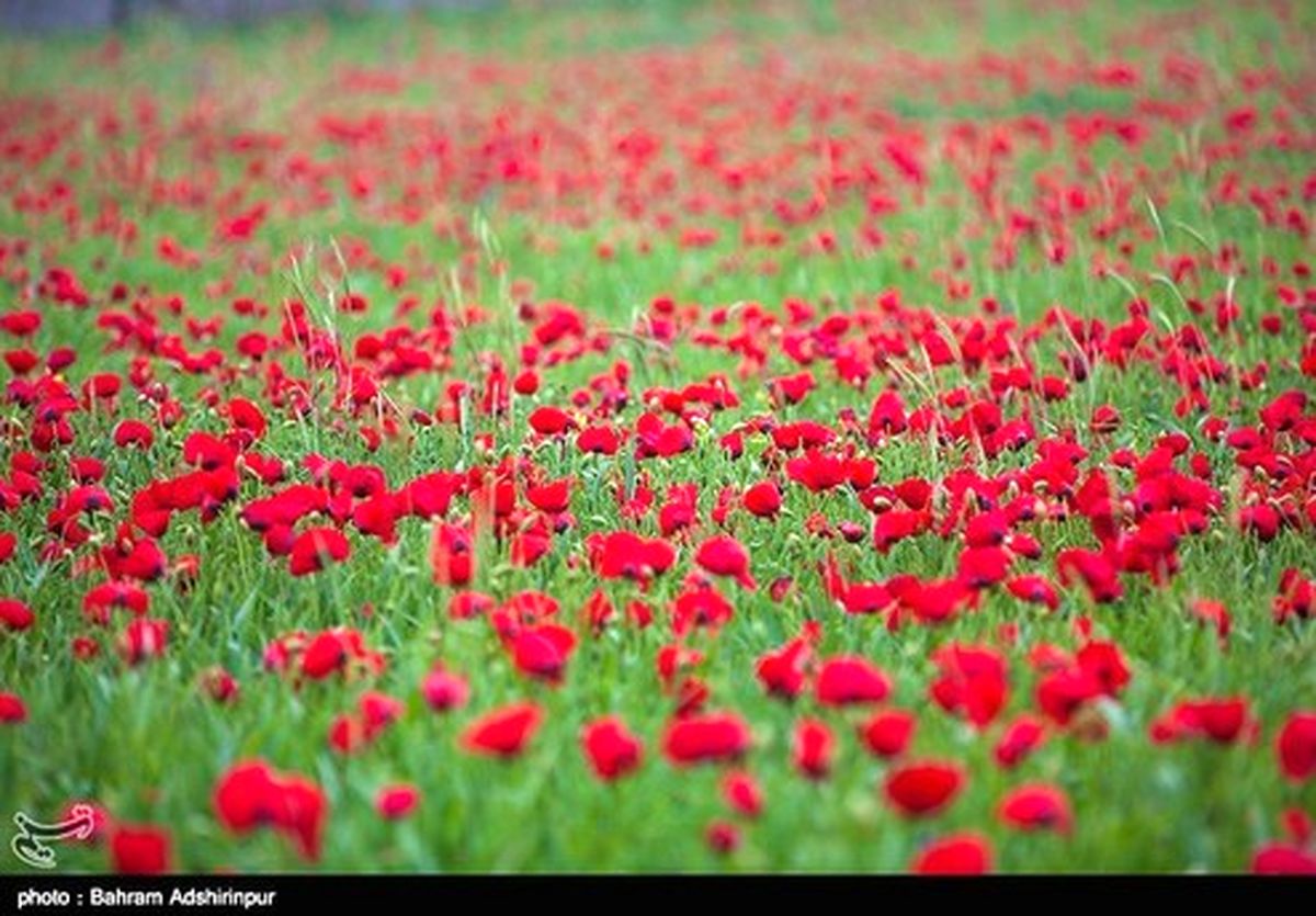 تصاویر: دشت شقایق- اردبیل