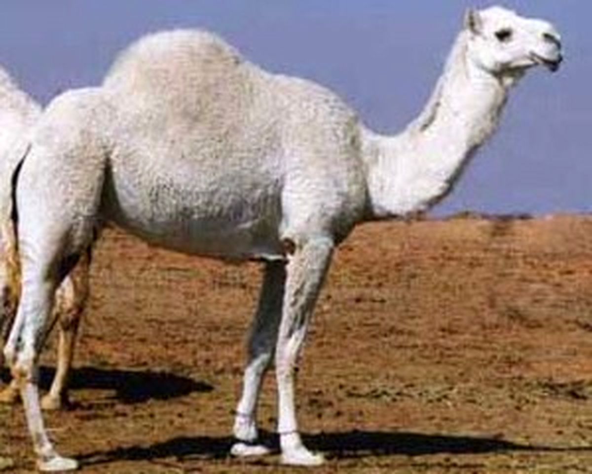 معامله شتر 800 میلیونی در عربستان!