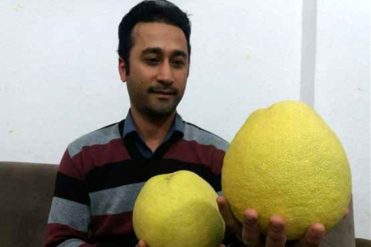 برداشت۴۰ میوه از یک‌درخت +تصاویر