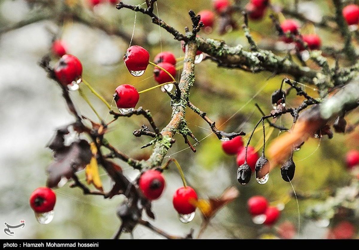 گزارش تصویری: پاییز زیبای دماوند