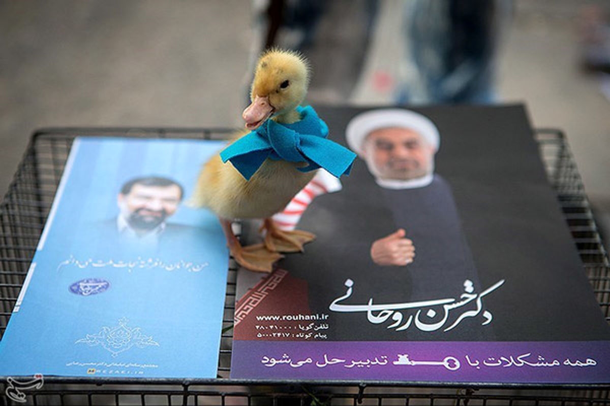 عکس/ جوجه اردک انتخاباتی