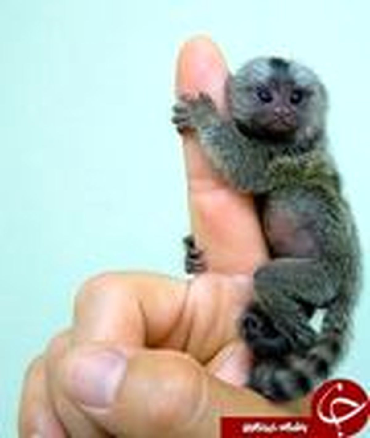 میمونهای بند انگشتی!؟ +تصاویر