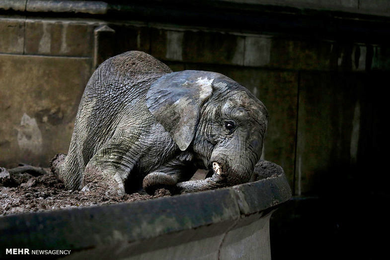 تصاویر: حیوانات باغ وحش تعطیل شده بوینس آیرس‎