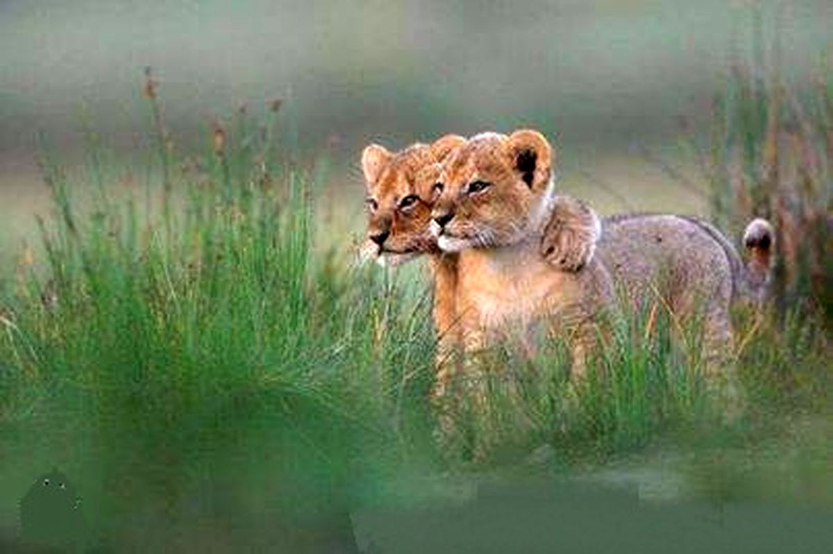 عکس دو نفره!