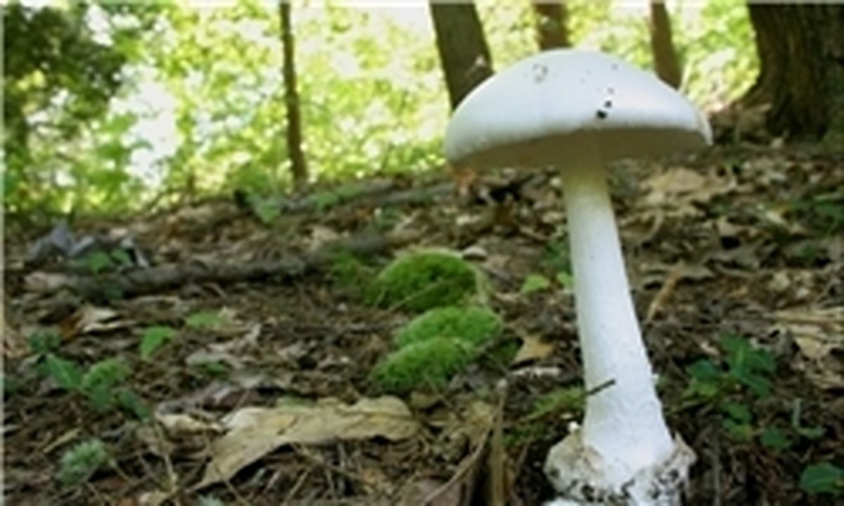 قارچ سمی در ورزقان یک قربانی گرفت