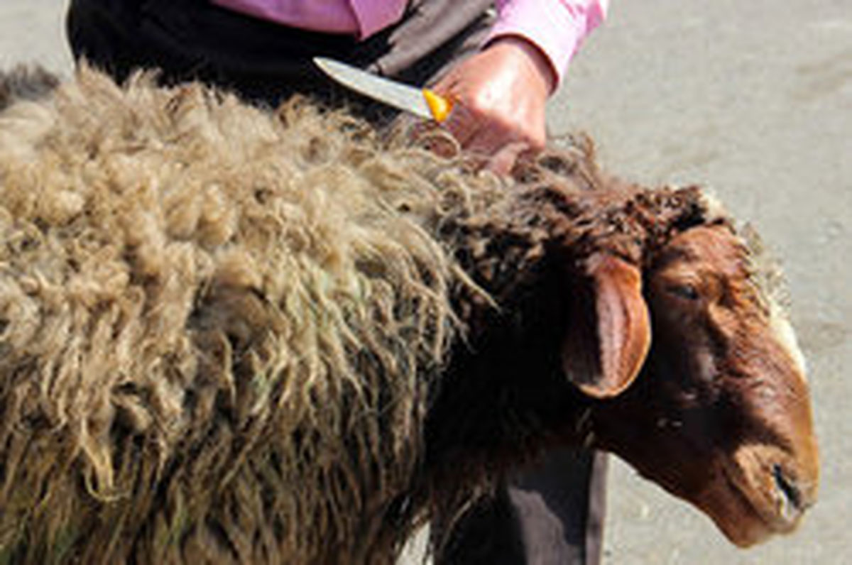 ذبح دام و طیور در مدارس، ممنوع!