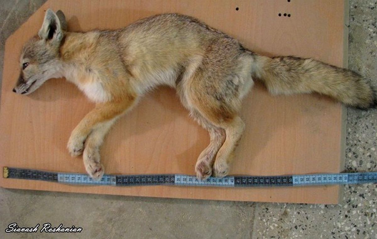 مسئولان حکم انقراض روباه ترکمنی را امضا می‌کنند!؟ +تصاویر