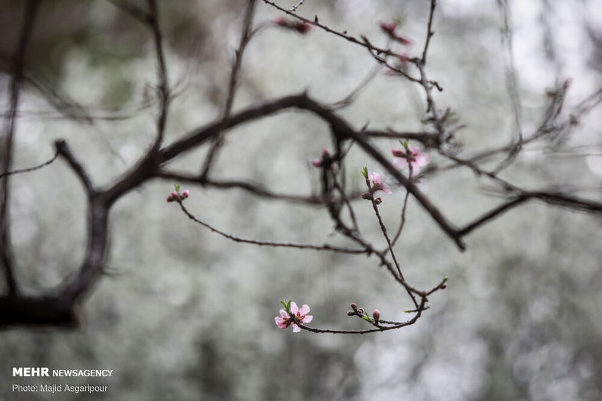 تصاویر: شکوفه های بهاری در تهران
