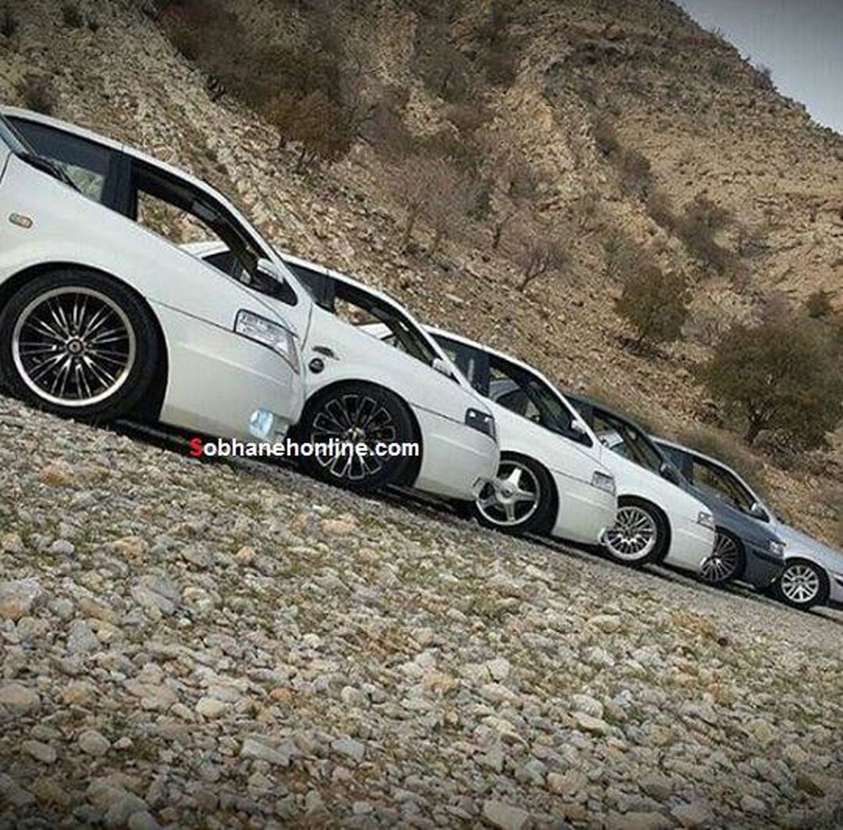 عکس: گردهمایی جالب سمندها