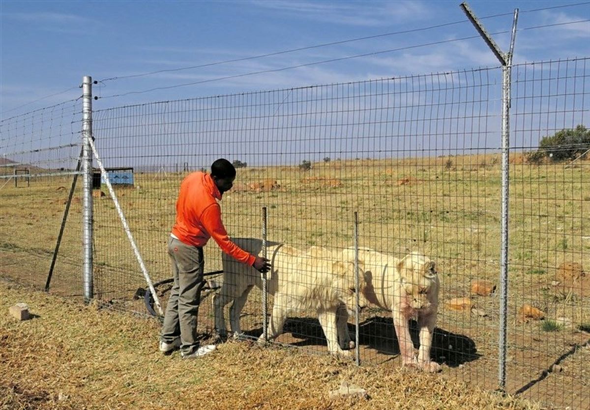 کارگر مجنون، پسر بچه یتیم را طعمه شیرها کرد +تصاویر