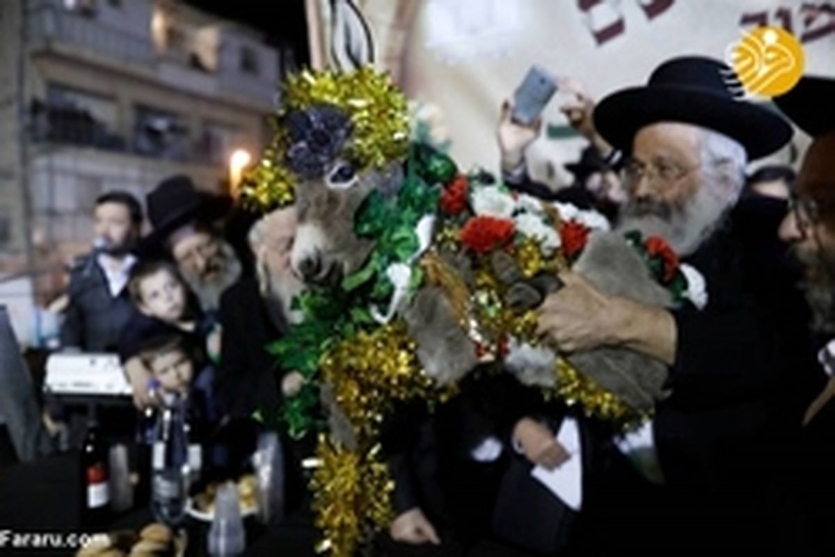 تصاویر: مراسم تبرک خر!