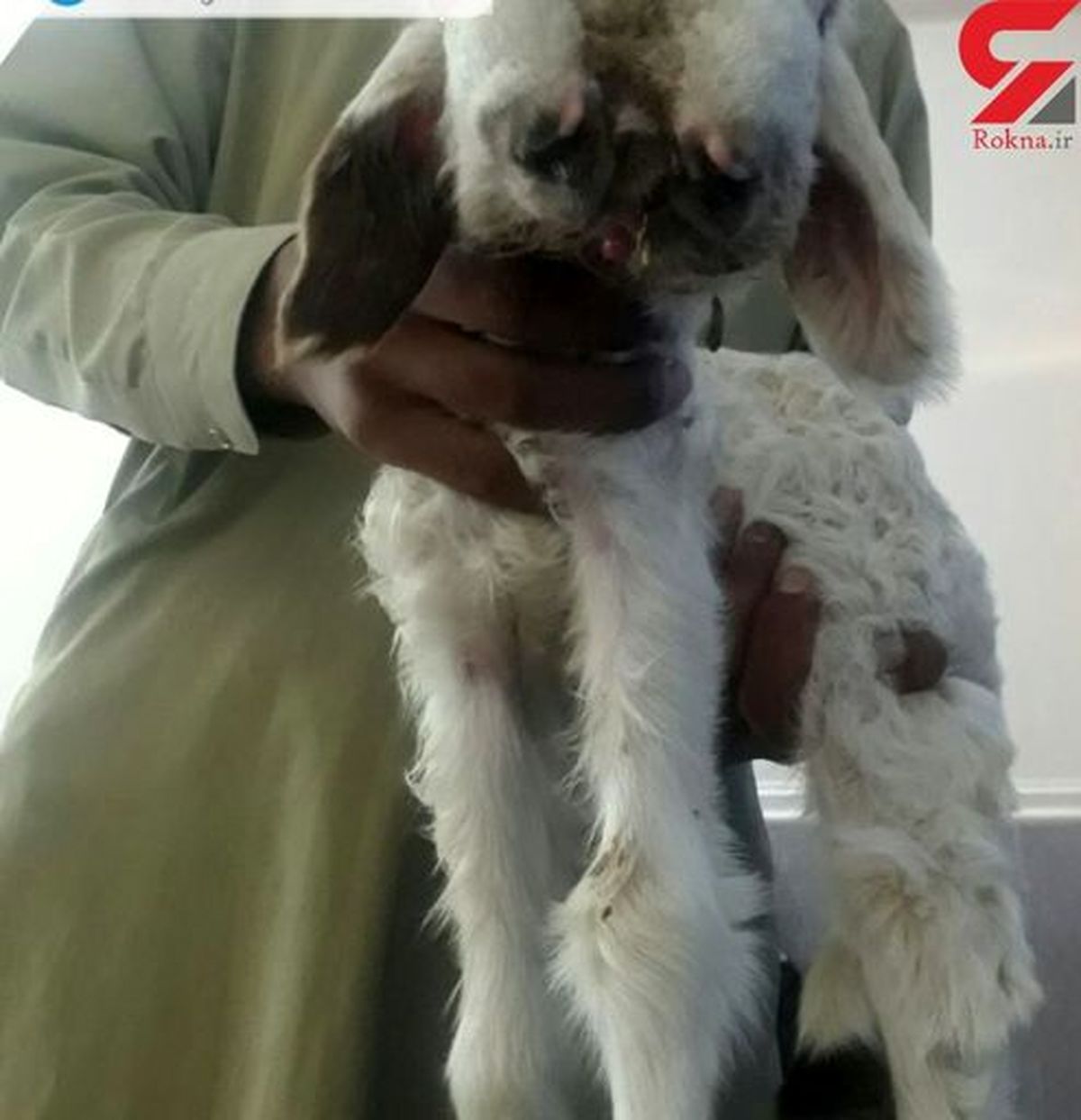 ‌تولد بره‌ای عجیب که به ۳ زبان حرف می‌زند +عکس