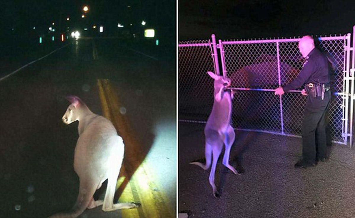 چشم سفیدی کانگرو در برابر پلیس+ تصاویر