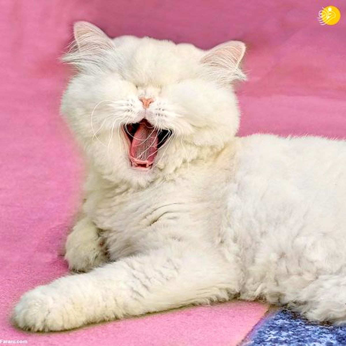 تصاویر: گربه نابینای ایرانی ستاره شبکههای اجتماعی شد