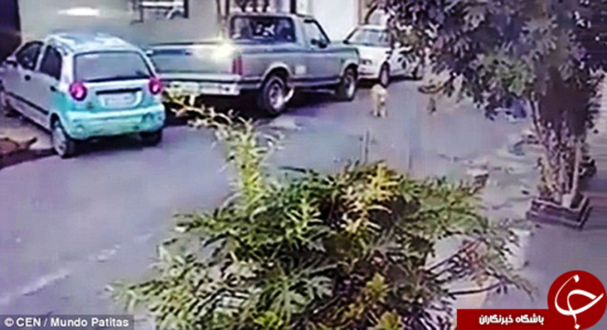 زیر گرفتن عمدی یک سگ دل هزاران نفر را رنجاند +تصاویر