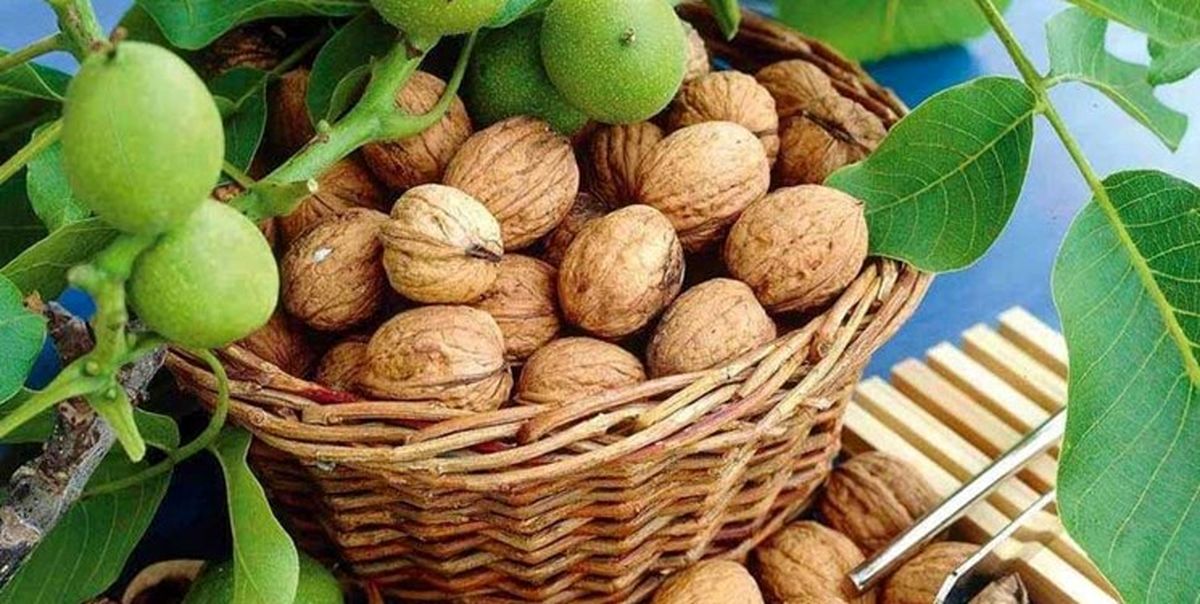 واردات گردو در دست شبکه سازمان یافته قاچاق