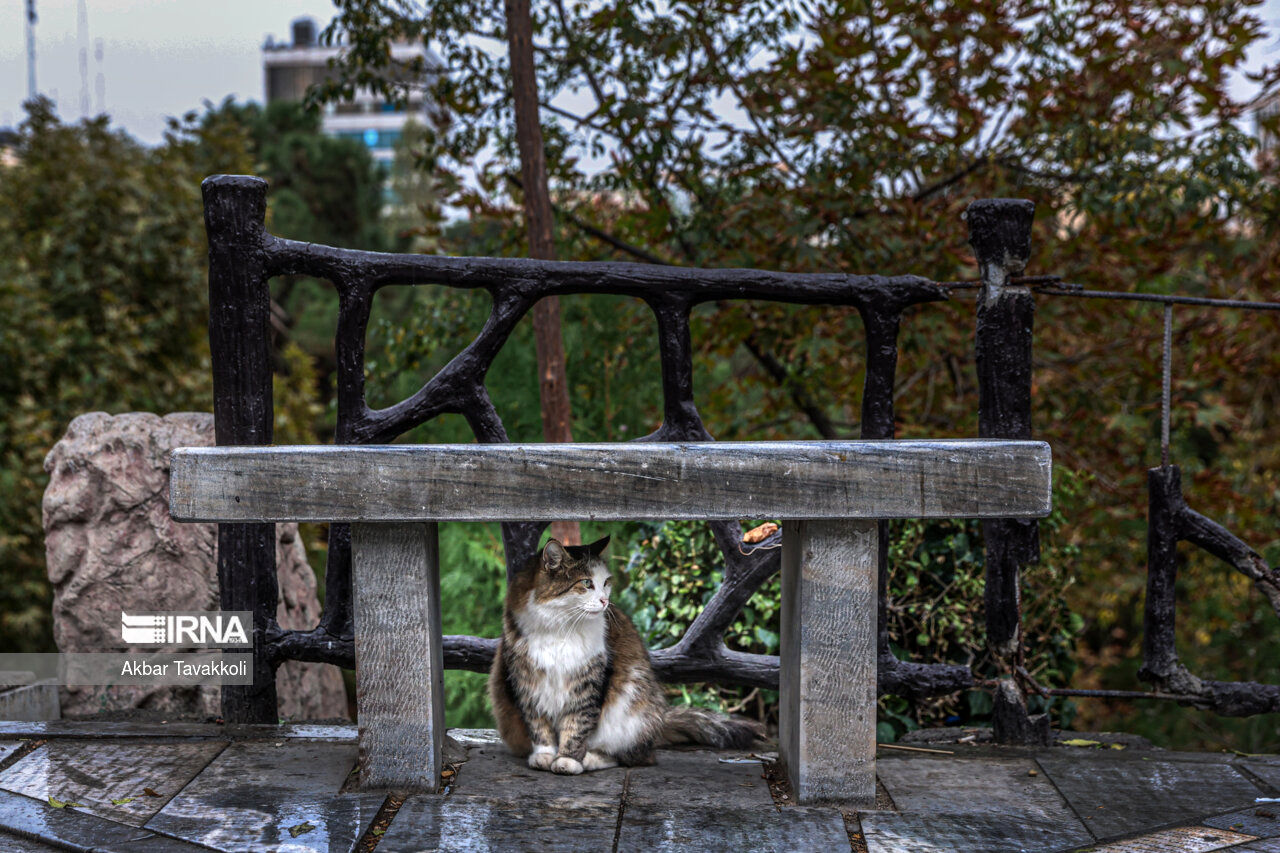 هشدار باد شدید در راه تهران