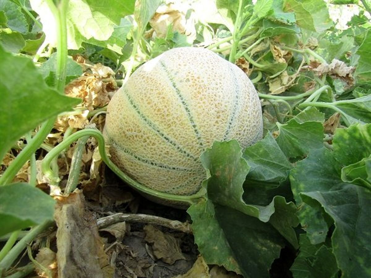 میوه‌ای تابستانه که به سلامت قلب کمک می‌کند