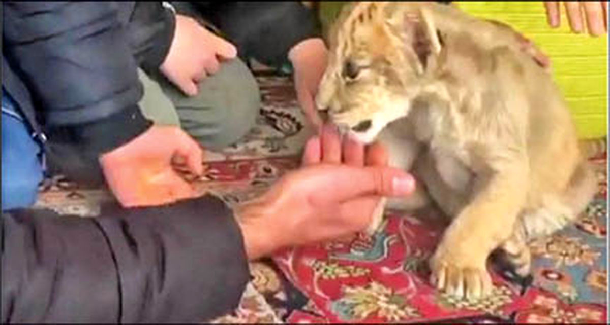 بچه شیر ۱۵۰ و یوزپلنگ ۲۰۰میلیون تومان!