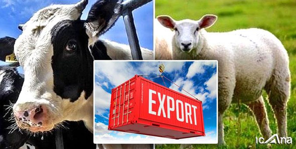 عوارض صادرات دام سبک و سنگین تعیین شد