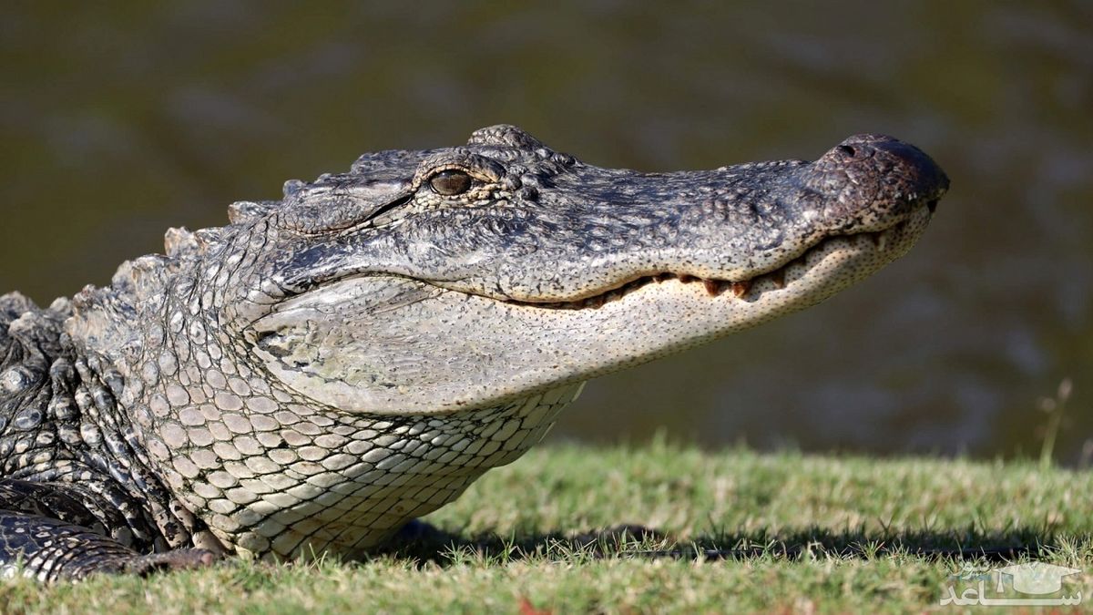 ماجرای عجیب واردات ۴۰۰ سر کروکودیل از مالزی به مشهد