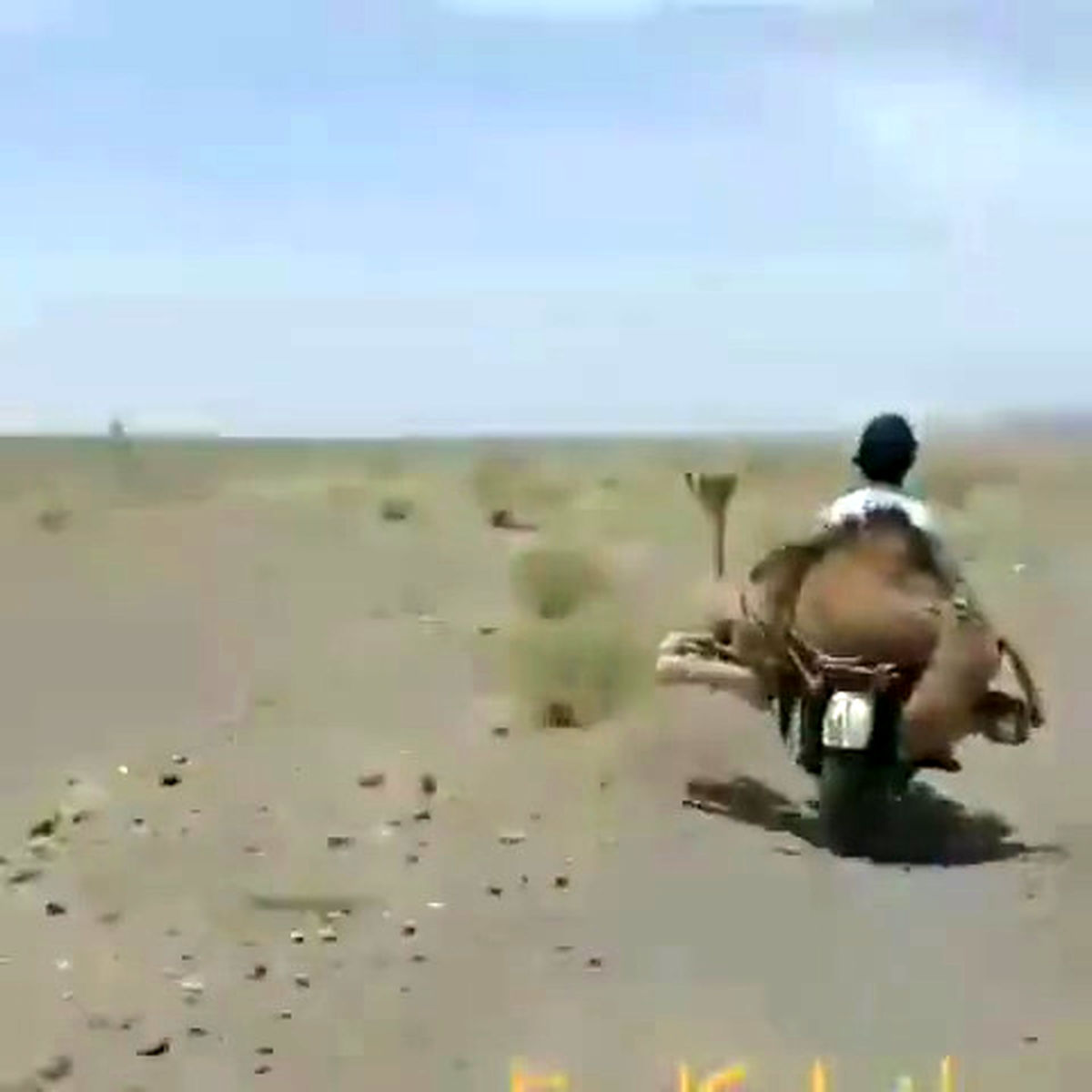 حمل شتر با موتور روسی در دلگان سوژه شد! +فیلم
