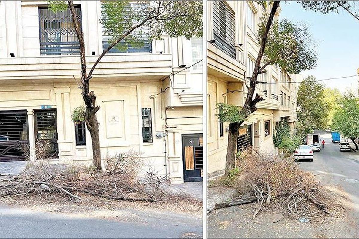 حمله به درختان محله‏‏‌های تهران