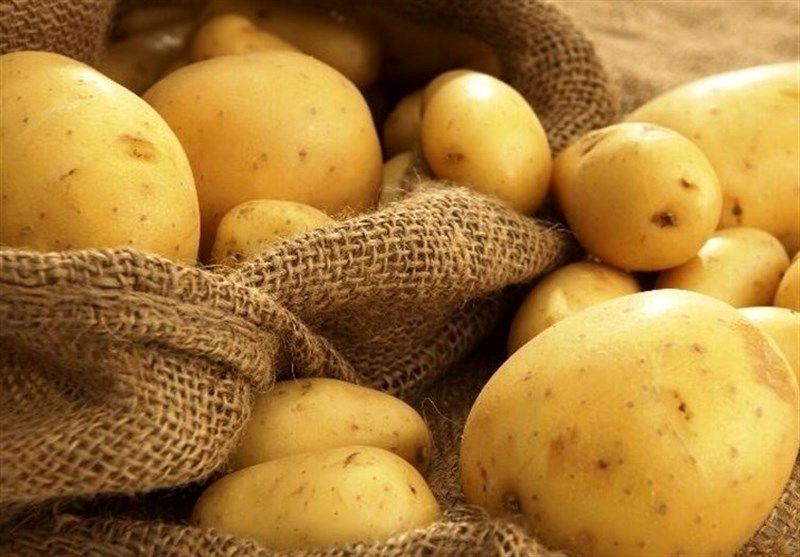کشت سیب زمینی و برنج  قراردادی می شود