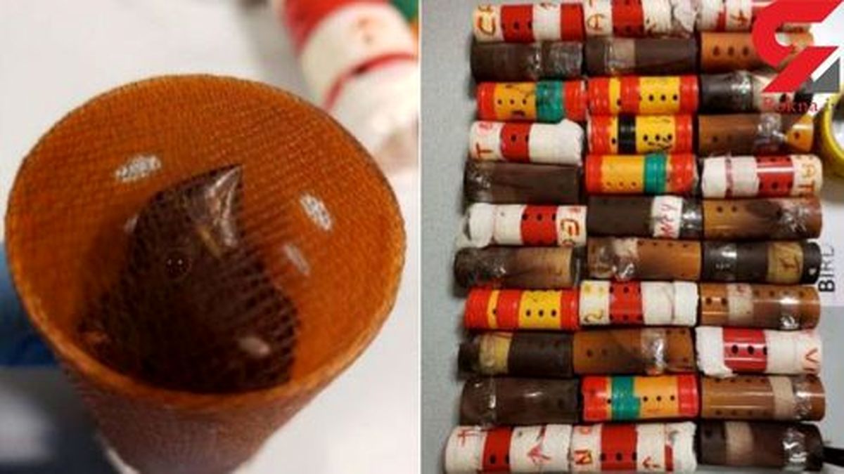 قاچاق پرنده نادر با بیگودی +عکس