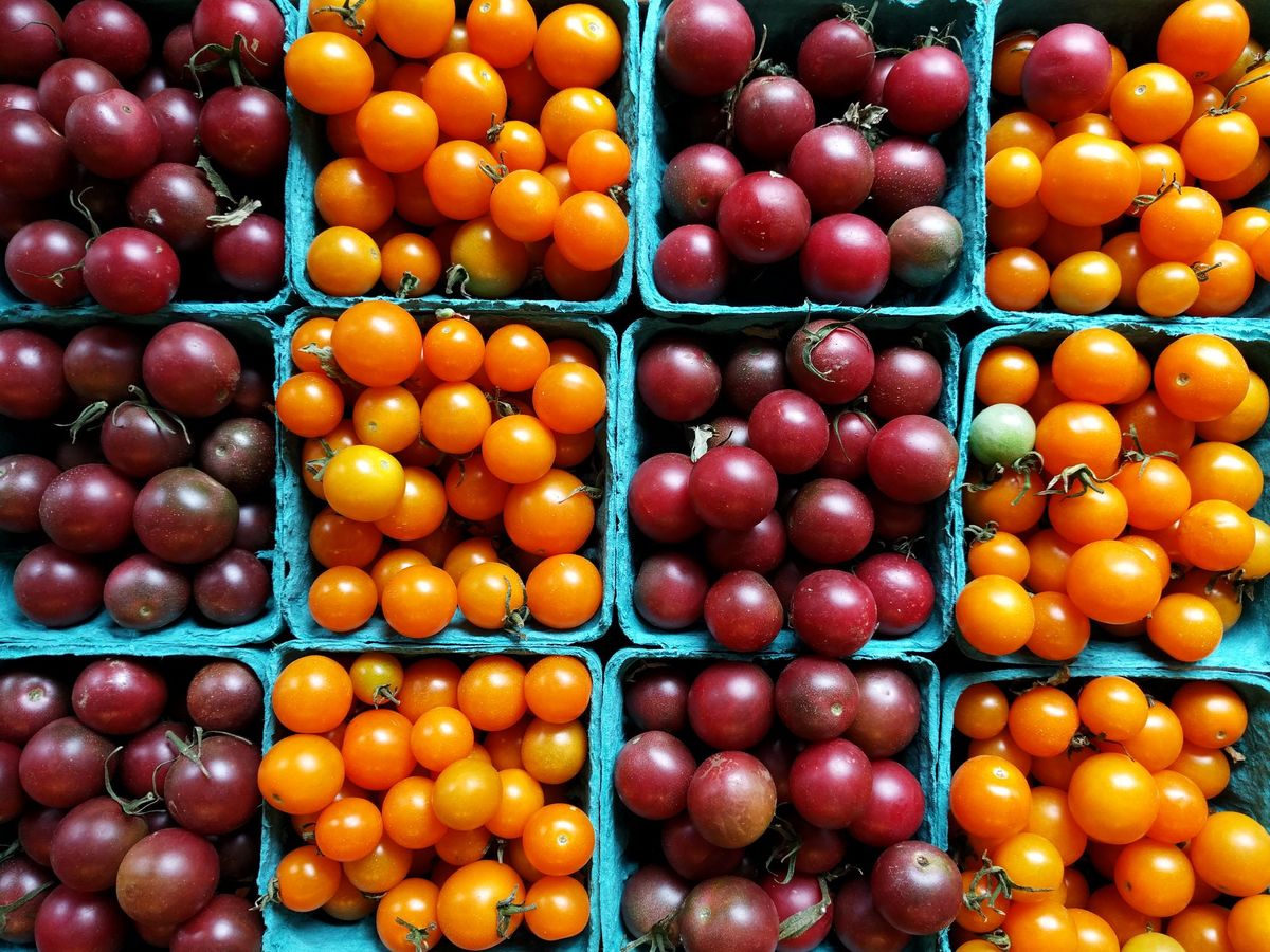 نمونه عکس های رسمی دوربین نکسوس ۵X و نکسوس ۶P