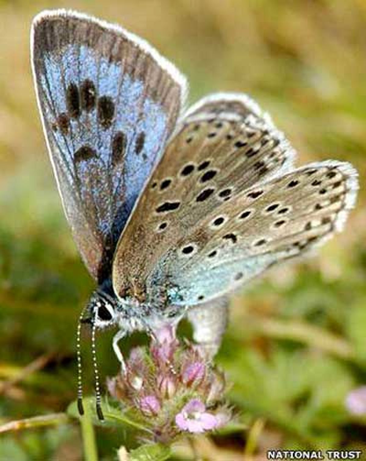تصویر: پروانه آبي