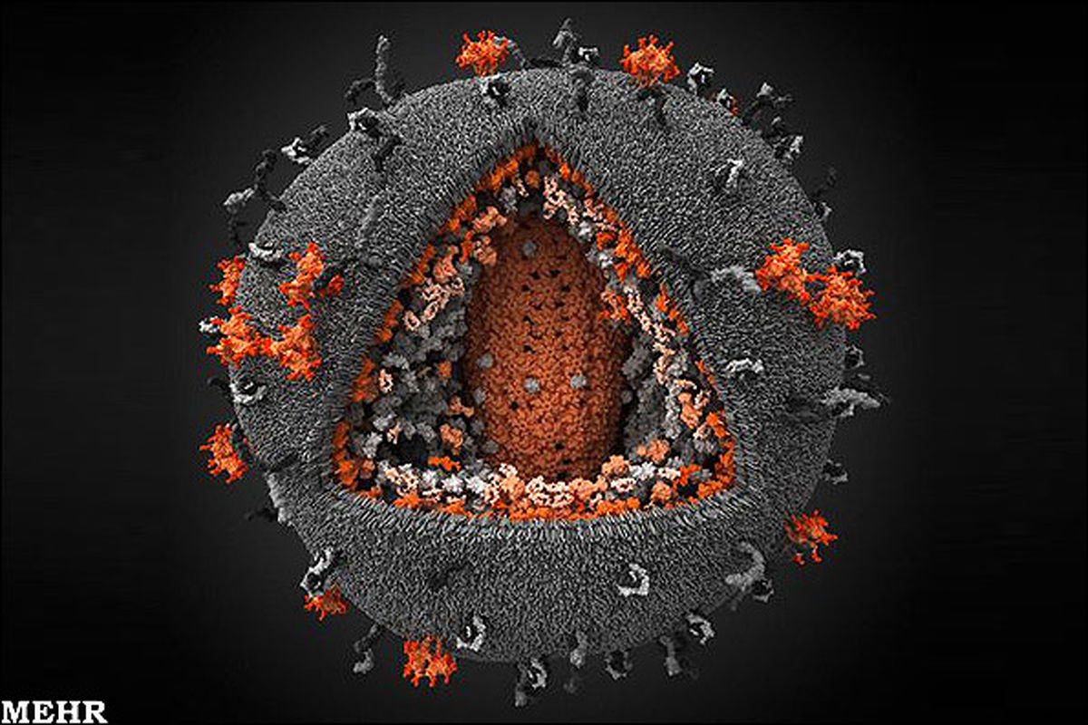 عکس/حمله ویروس HIV به یک سلول!