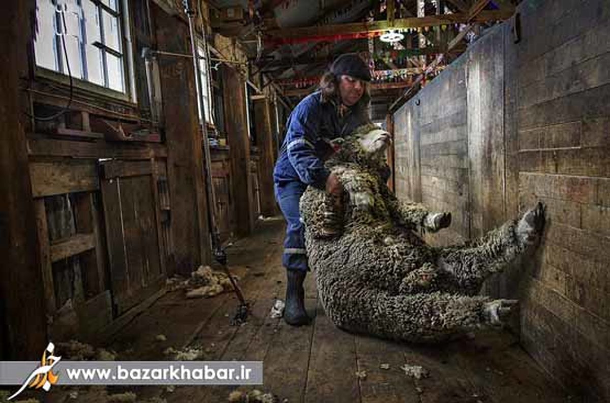 گوسفند صربستانی/عکس