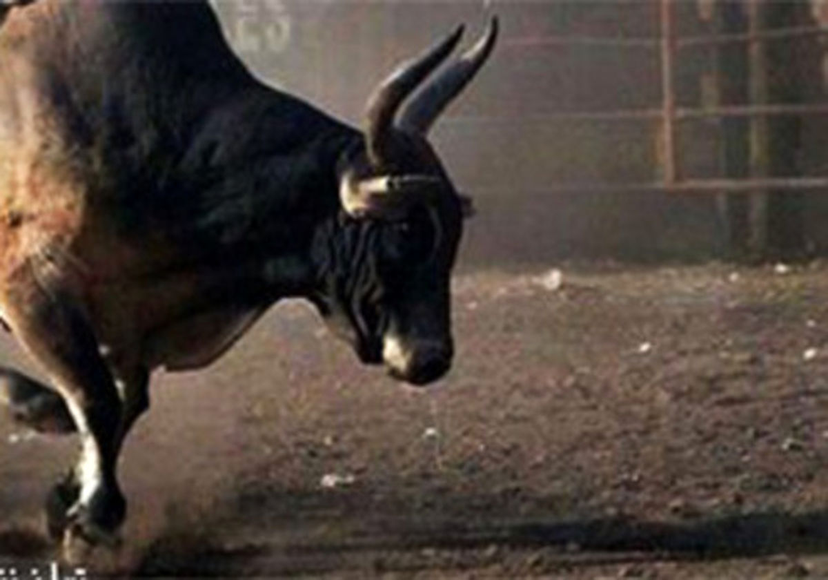 خنده‌دارترین مسابقه گاوبازی +فیلم