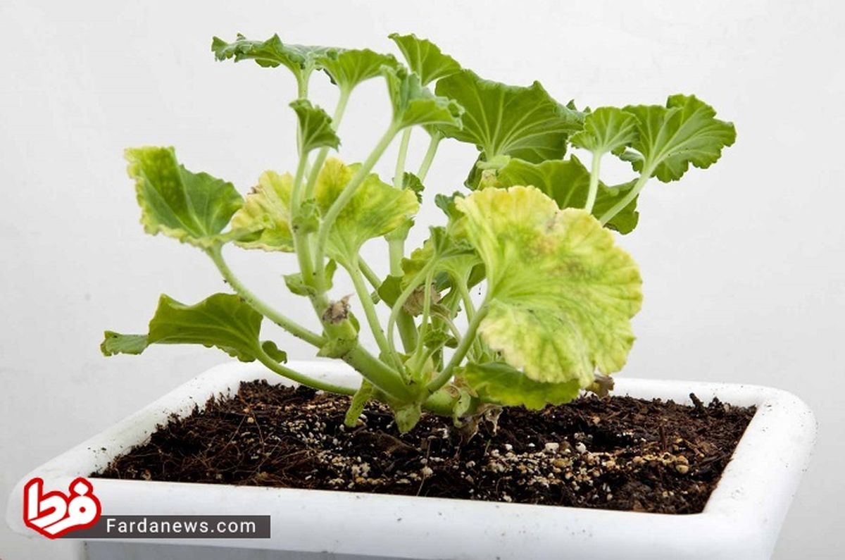 ۱۰ روش موثر برای مبارزه با آفات گل و گیاه خانگی