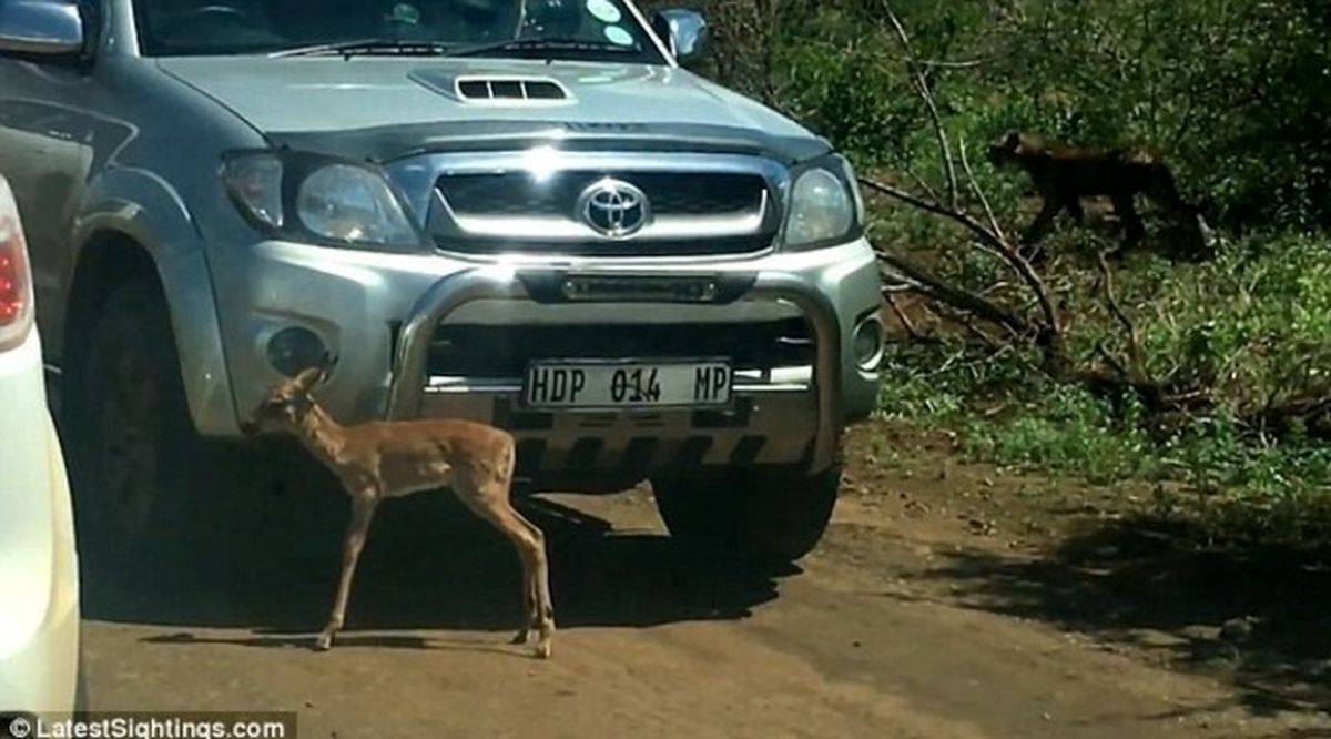 گردشگرانی که دریدن بچه آهو را با چشمانشان دیدند! +تصاویر