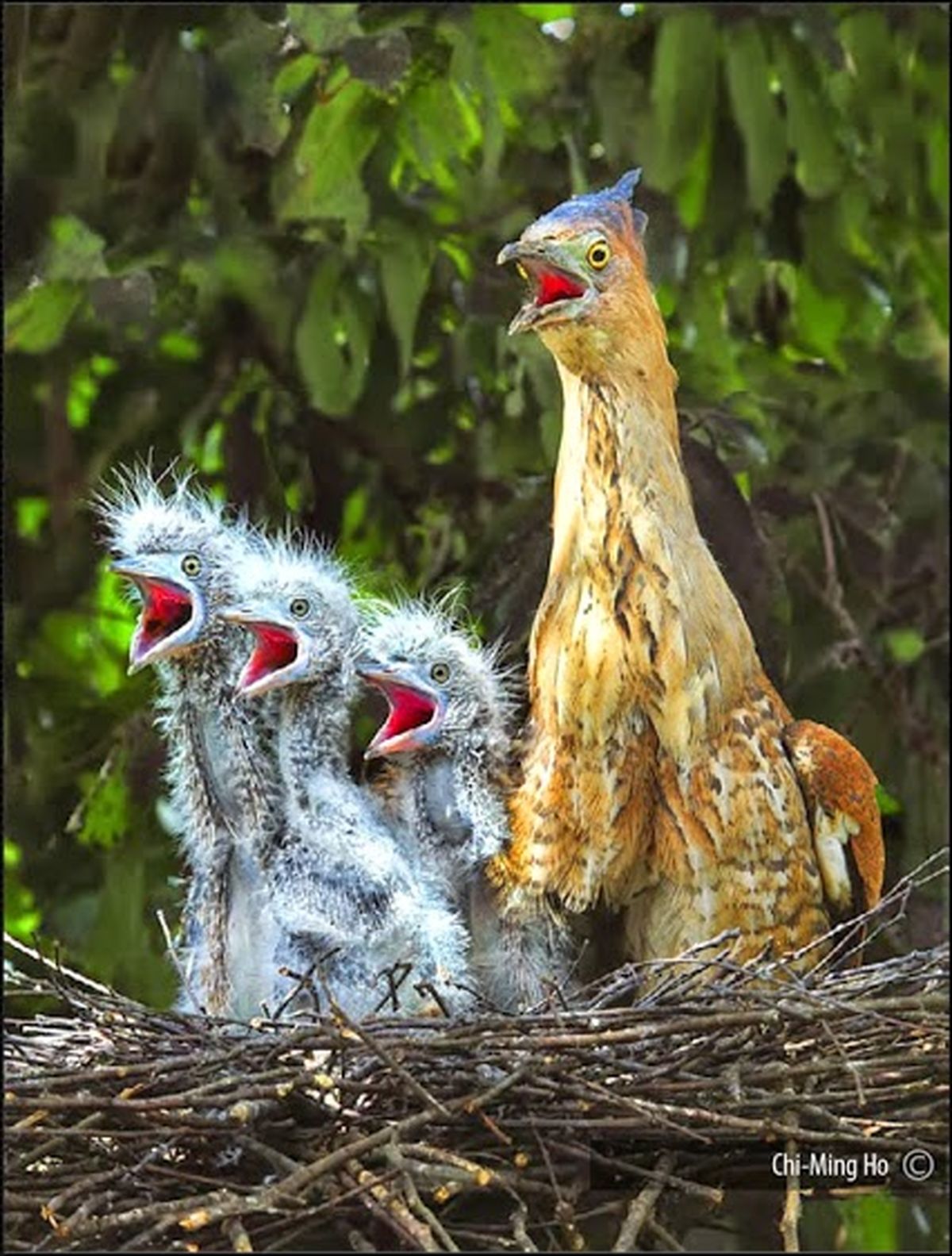 عکس/ هماهنگی در آواز!