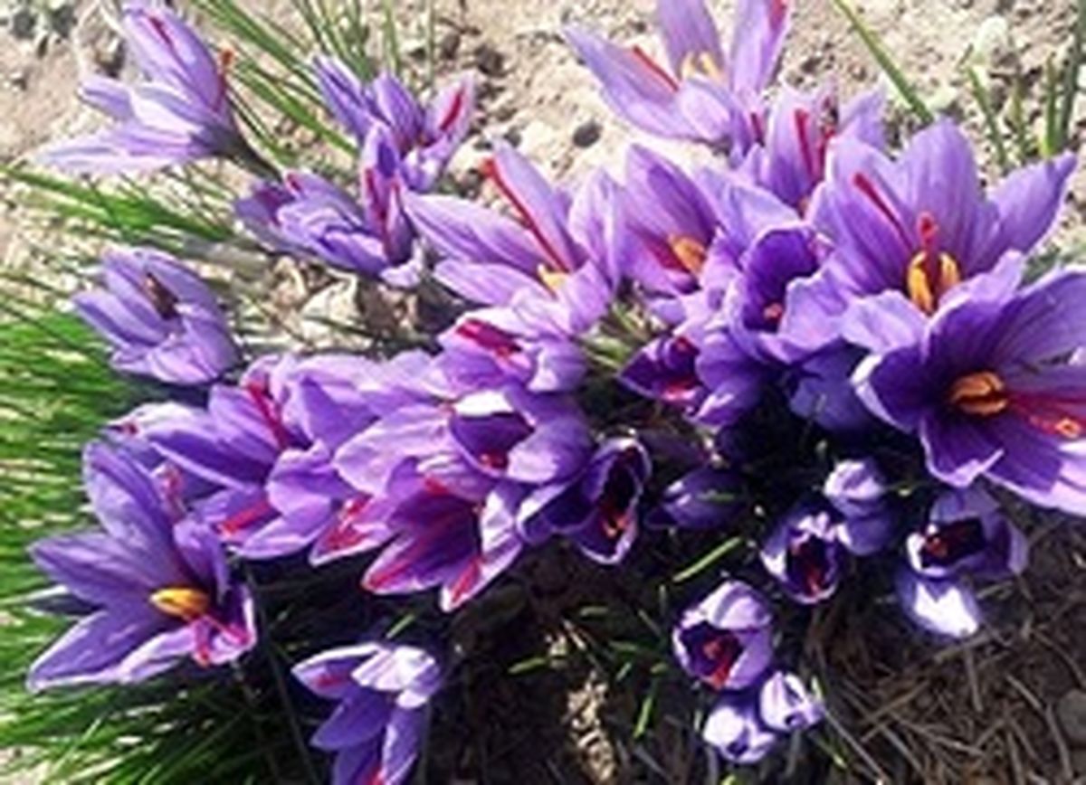 عرضه زعفران برای اولین بار در بورس کالا
