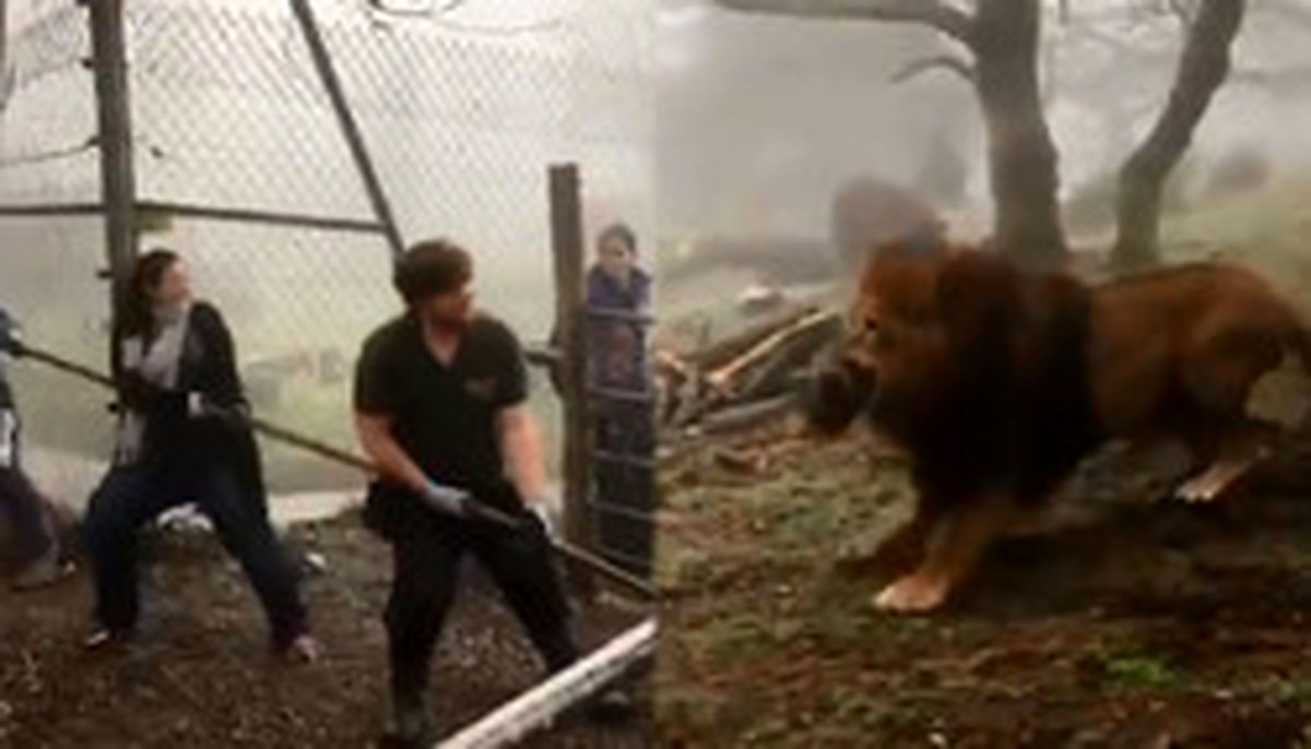 حیوان آزاری عجیب در یکی از باغ وحش‌های انگلیس! +عکس